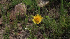 Berkheya decurrens