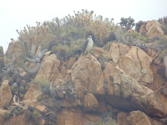 Geranoaetus polyosoma polyosoma