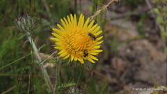 Berkheya decurrens