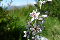 Lysimachia ephemerum