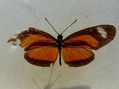 Eueides olympia olympia