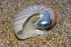Nautilus