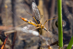 Tipula californica