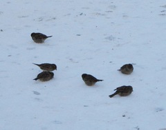 Passer domesticus
