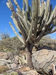 Cereus repandus