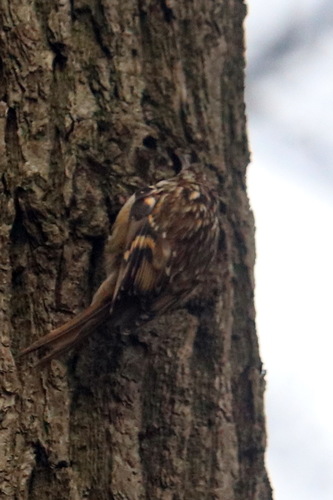 Agateador europeo (Certhia brachydactyla)
