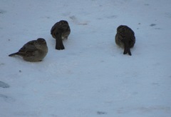 Passer domesticus
