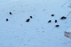 Passer domesticus