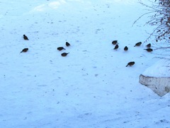 Passer domesticus