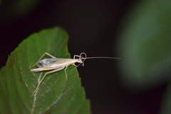 Oecanthus dulcisonans