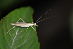 Oecanthus dulcisonans