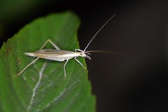 Oecanthus dulcisonans