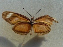 Eueides olympia olympia