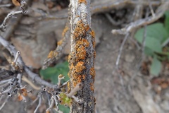 Xanthomendoza fallax