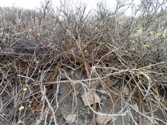 Xanthomendoza fallax