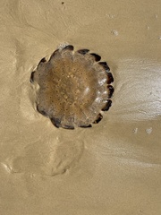 Desmonema gaudichaudi