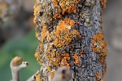 Xanthomendoza fallax