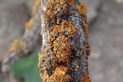Xanthomendoza fallax