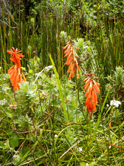 Kniphofia tabularis