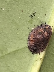 Metaphycus luteolus