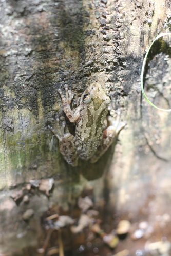 Argentine Snouted Tree Frog, Scinax granulatus