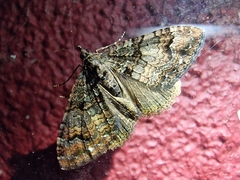 Xanthorhoe rupicola