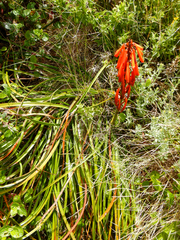 Kniphofia tabularis