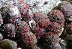 Dialonectria episphaeria