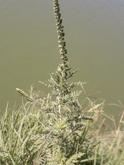 Ambrosia tenuifolia