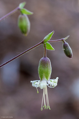 Silene campanulata