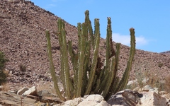Euphorbia virosa