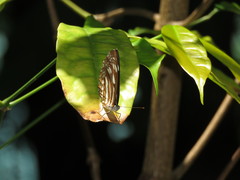 Phaedyma columella singa