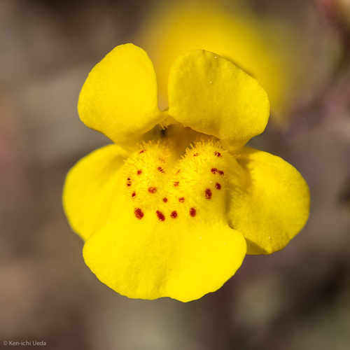 Bare monkeyflower (Erythranthe nudata)