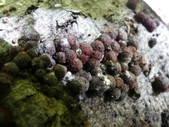 Dialonectria episphaeria