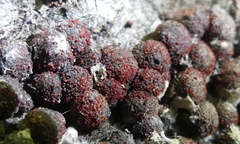 Dialonectria episphaeria