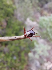 Dermacentor marginatus