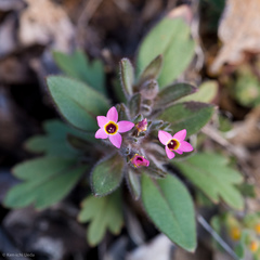 Collomia diversifolia