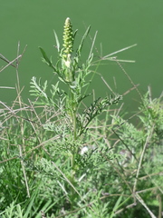 Ambrosia tenuifolia
