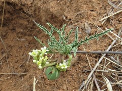 Jatropha erythropoda