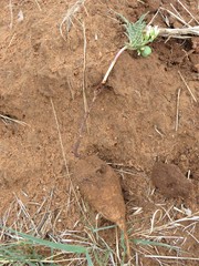 Jatropha erythropoda