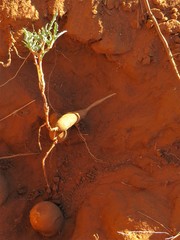 Jatropha erythropoda