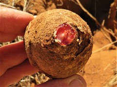 Jatropha erythropoda