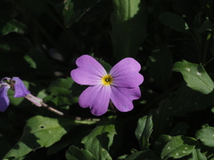Malcolmia macrocalyx
