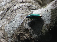 Chrysochroa fulminans