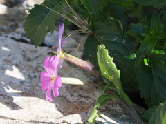 Malcolmia macrocalyx