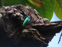 Chrysochroa fulminans