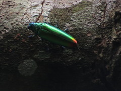 Chrysochroa fulminans
