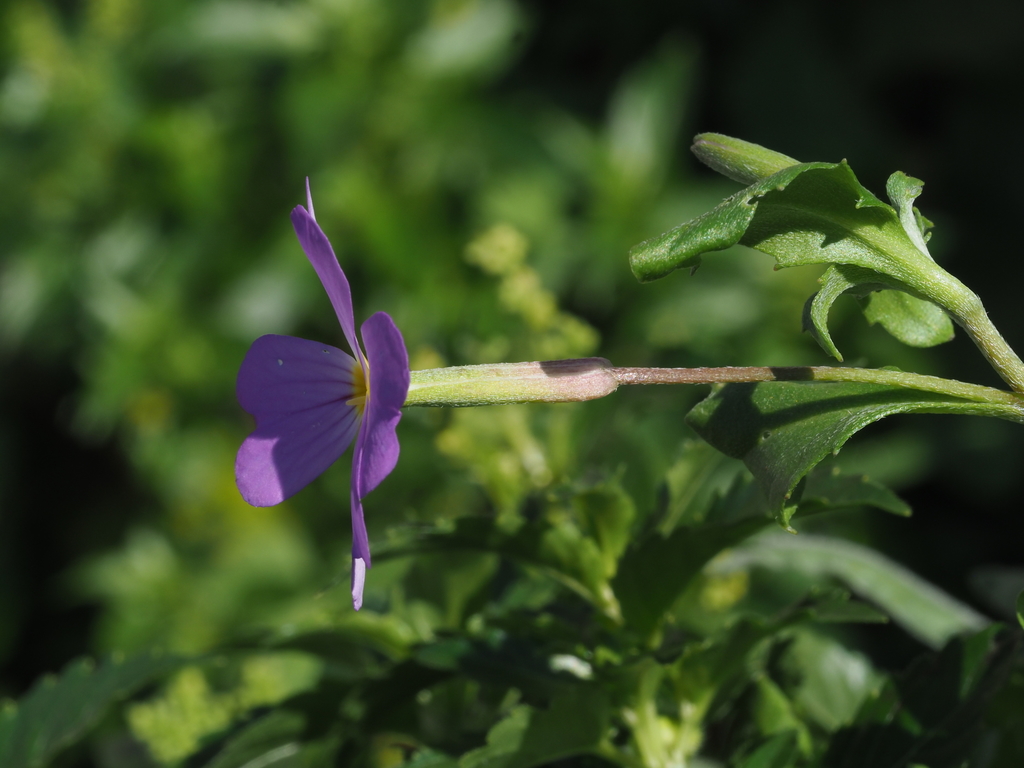 Malcolmia macrocalyx