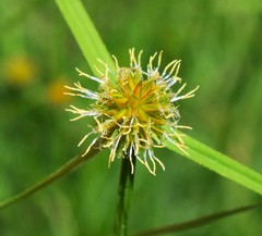 Cyperus erectus