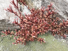 Epilobium porphyrium